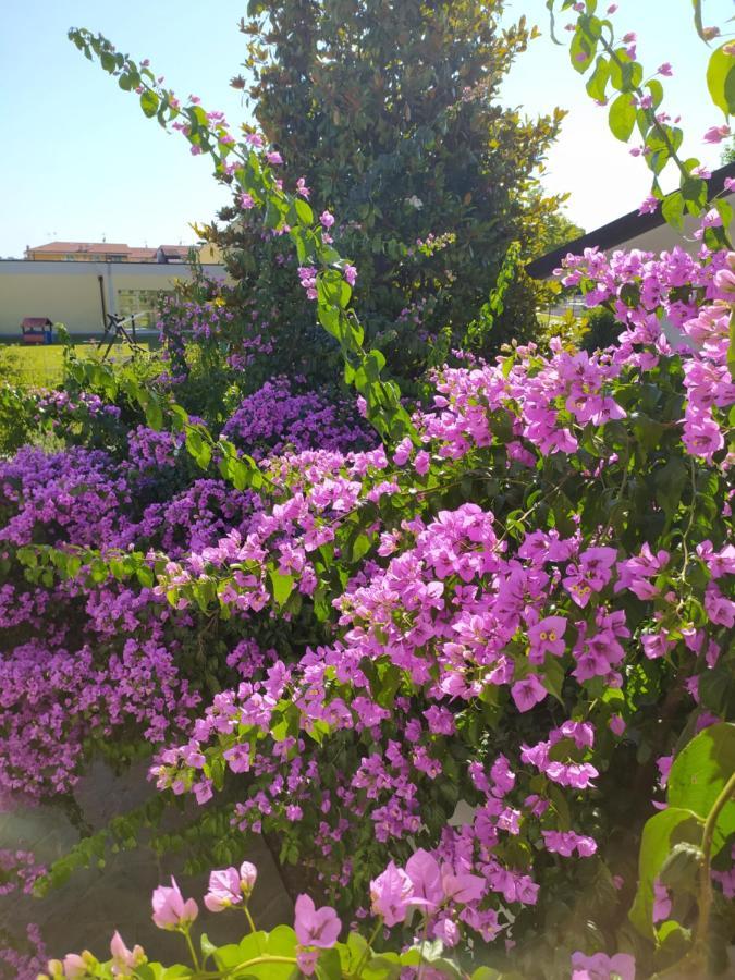 B&B Villa La Bouganville Camaiore Eksteriør billede