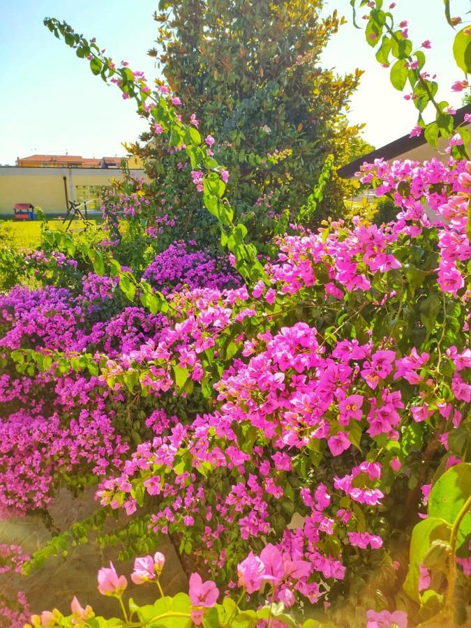 B&B Villa La Bouganville Camaiore Eksteriør billede